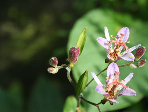 日本山草図譜 51aEZwxtRDL._AC_UF350,