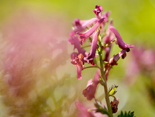 山野草図鑑―山野妖精花譜― — 野山の自然を彩る妖精たち