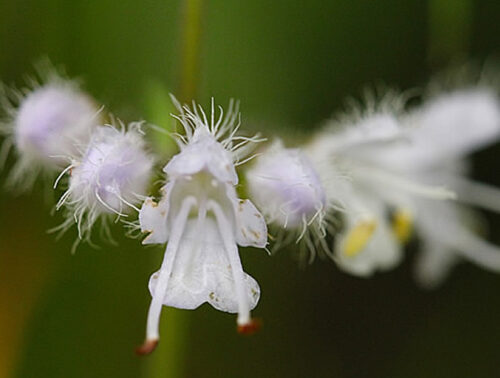 山野草図鑑―山野妖精花譜― — 野山の自然を彩る妖精たち